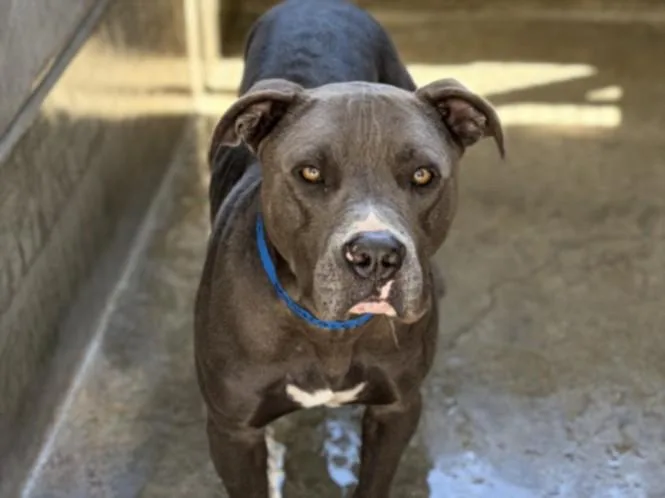 An adult large-sized male Pit Bull Terrier dog named Chapo for adoption in San Pedro, CA