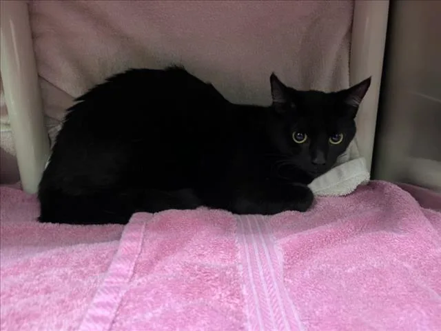 A young small-sized female Domestic Short Hair cat named Saphira for adoption in Derwood, MD