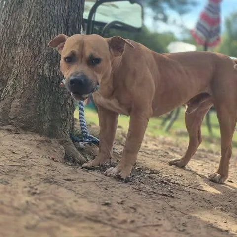 An adult large-sized male Pit Bull Terrier dog named Buster for adoption in Dover, AR