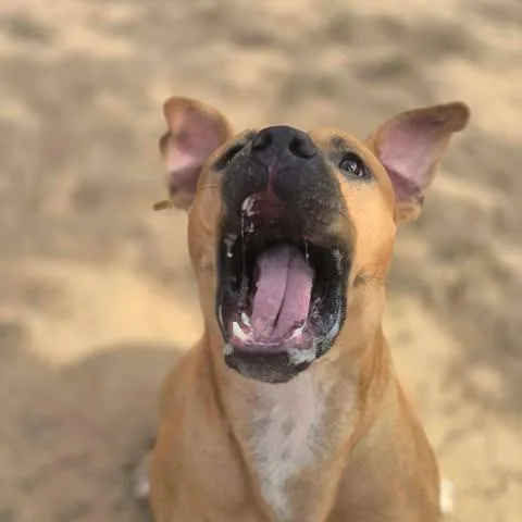 Buster thumbnail 3