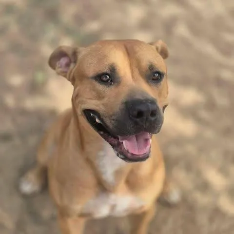 Buster thumbnail 4