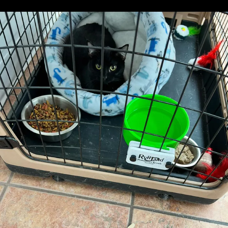 A young small-sized female Black Domestic Short Hair cat named Coal for adoption in Chillicothe, IL
