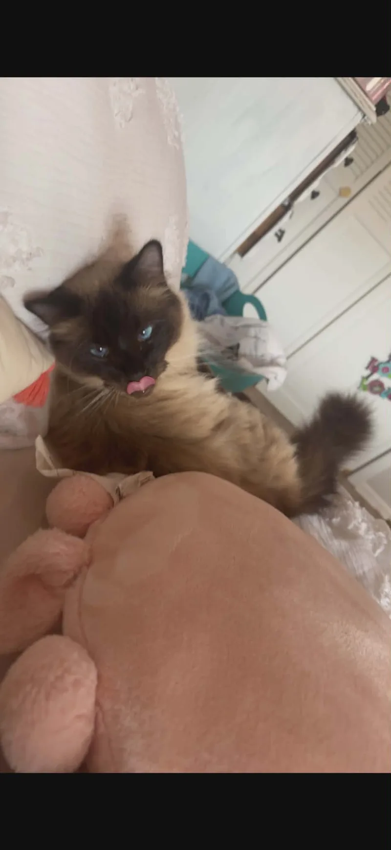 Donatello thumbnail 7