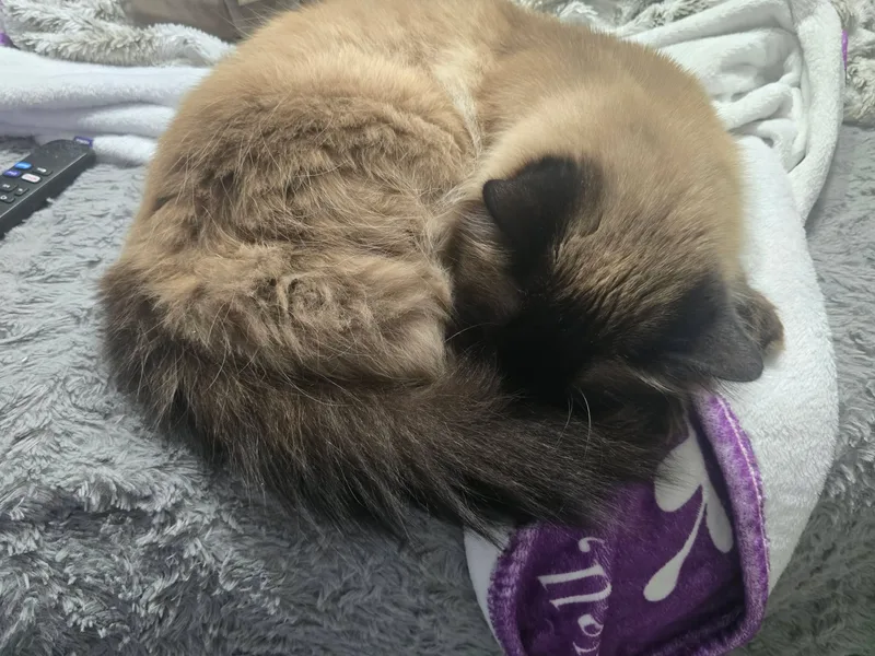 Donatello thumbnail 5