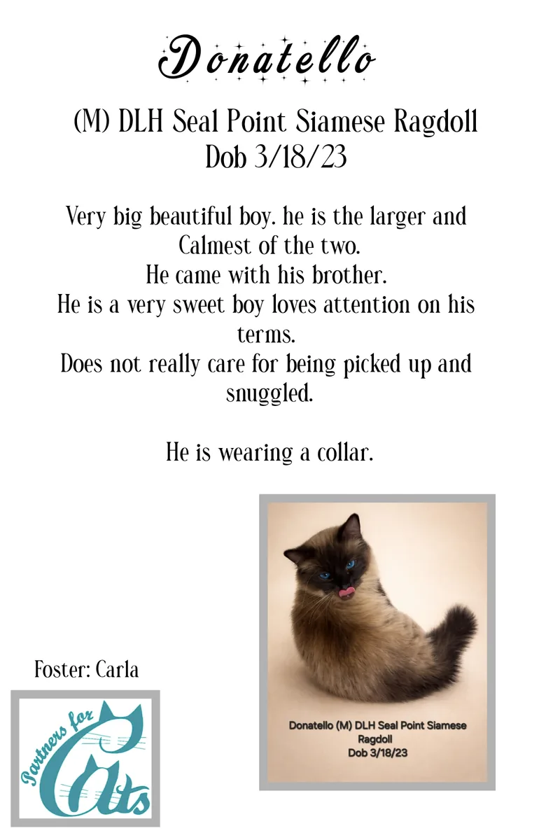 Donatello thumbnail 2