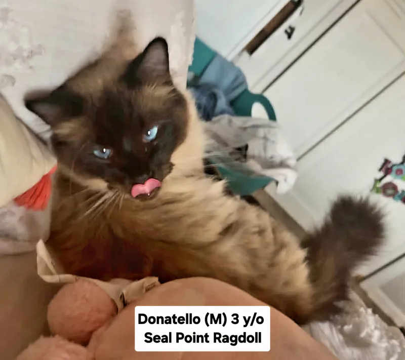 Donatello thumbnail 6