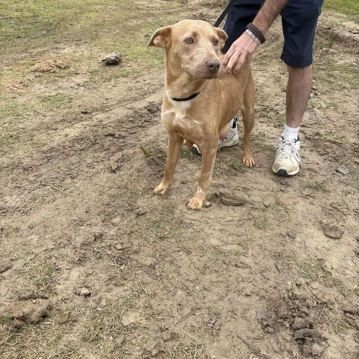 A young medium-sized female Yellow / Tan / Blond / Fawn Labrador Retriever dog named Madeline for adoption in North Charleston, SC