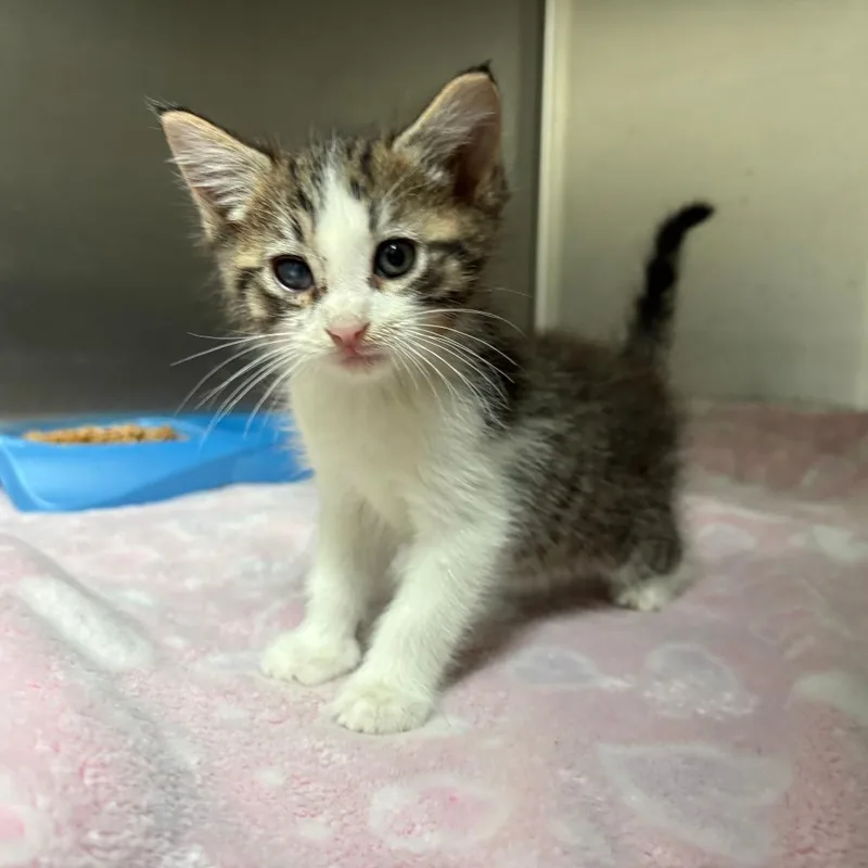 A baby small-sized male Brown / Chocolate Domestic Short Hair cat named Canyon for adoption in Columbus, GA