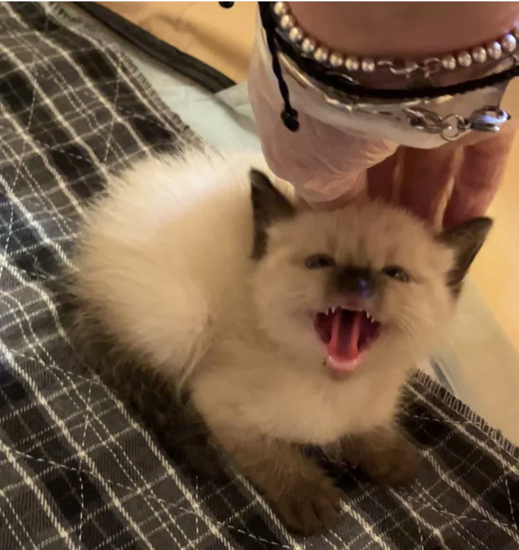 Marshmellow thumbnail 5