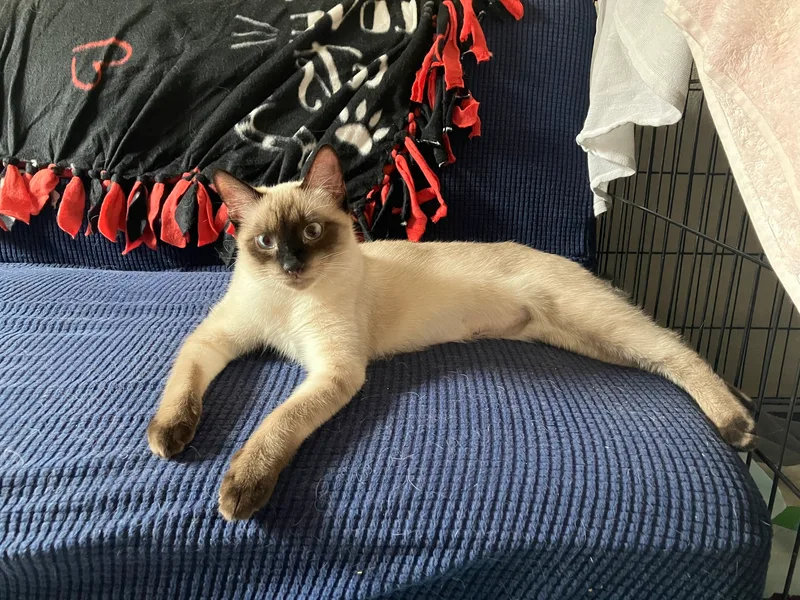 Marshmellow thumbnail 4