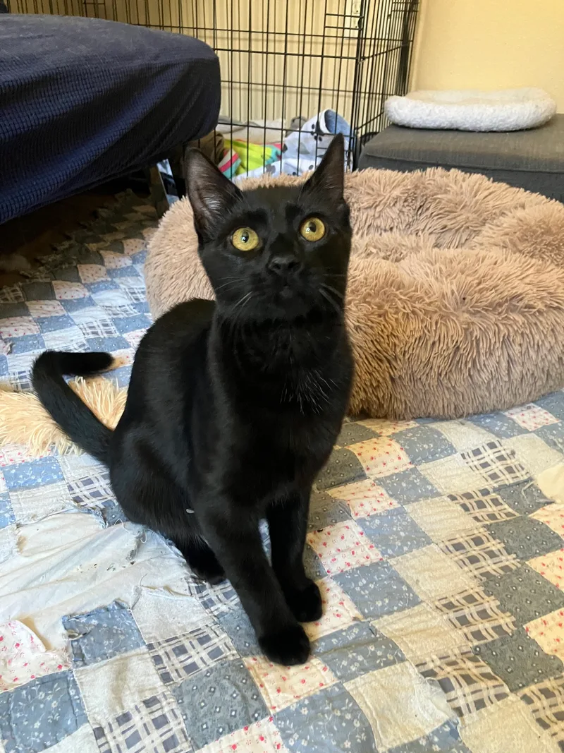 Expresso thumbnail 6