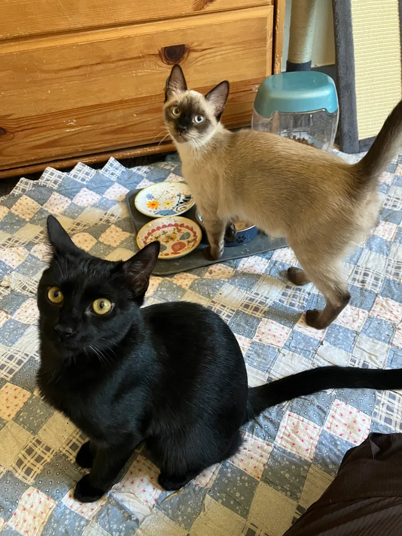 Expresso thumbnail 2