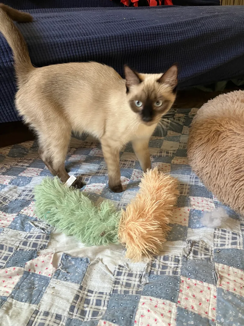 Expresso thumbnail 7