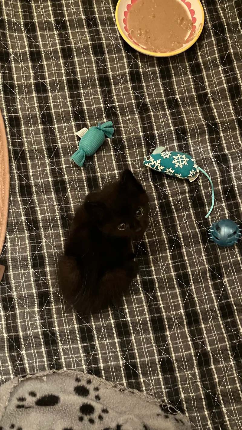 Expresso thumbnail 4