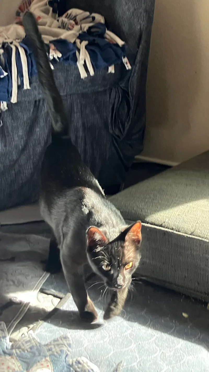 Expresso thumbnail 8