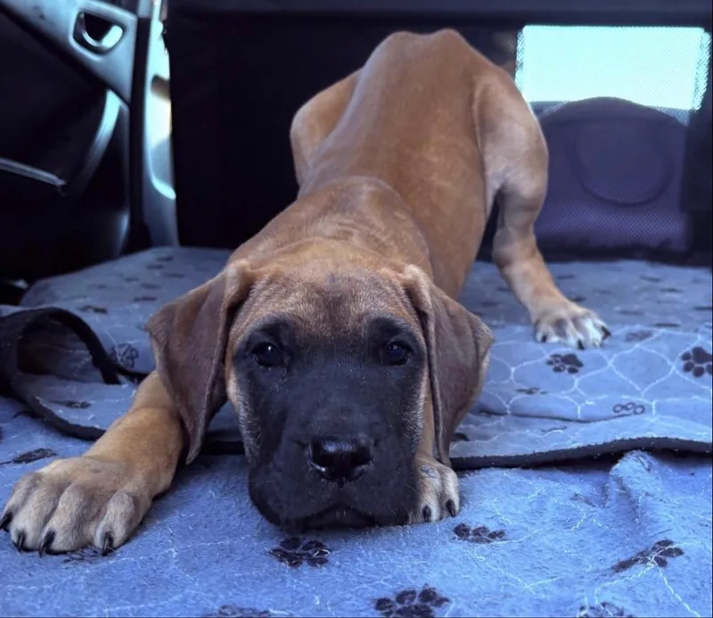 Magnolia-Maggie thumbnail 2