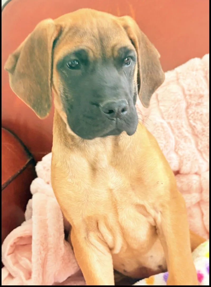 Magnolia-Maggie thumbnail 4