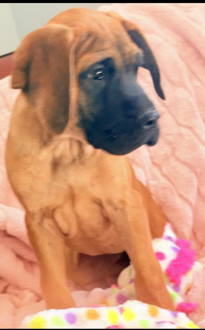 A baby medium-sized female Fawn Great Dane dog named Magnolia-Maggie for adoption
