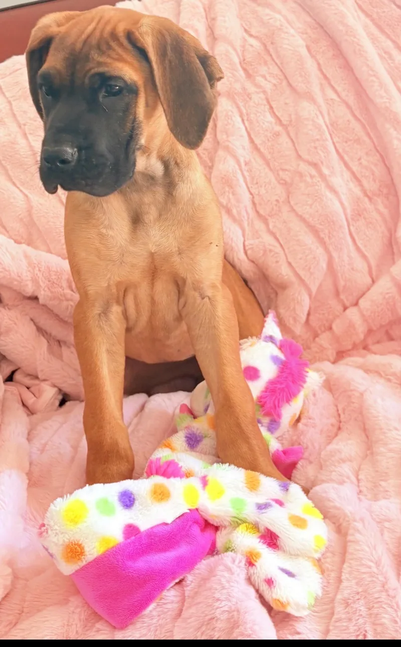 Magnolia-Maggie thumbnail 3