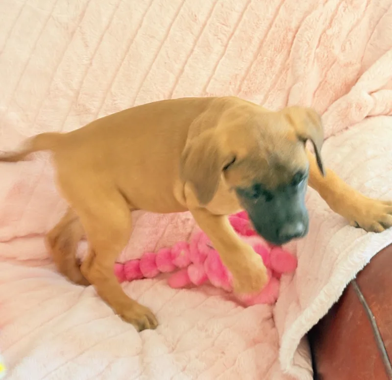 Opal -Oppie thumbnail 2