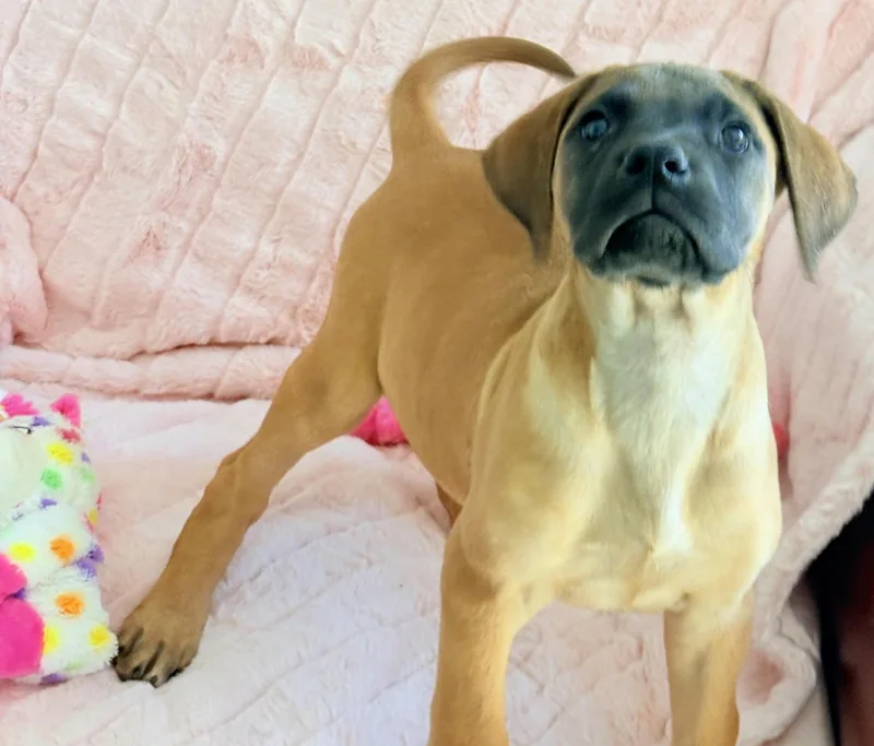A baby small-sized female Great Dane dog named Opal -Oppie for adoption