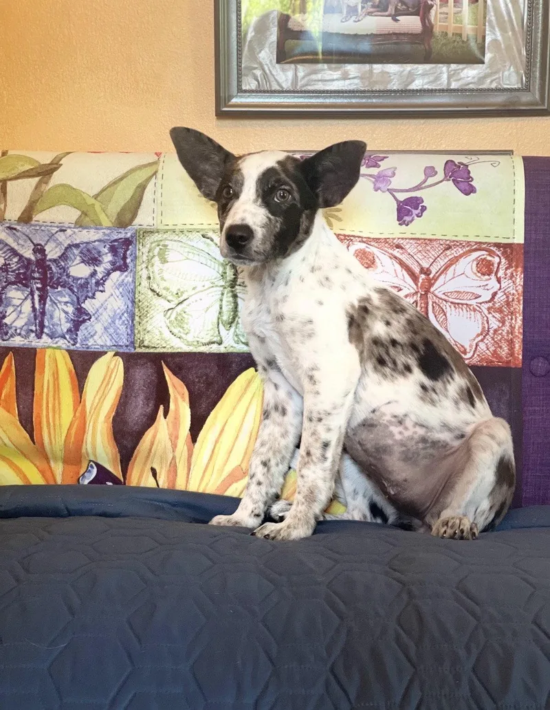 Dotty V Lonestar thumbnail 2