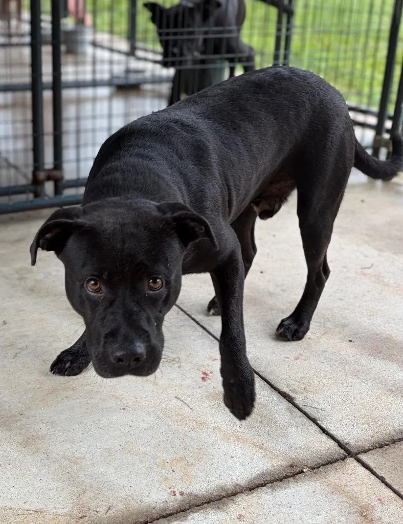 A young large-sized male Black Mixed Breed dog named Samuel Adams for adoption in Winnsboro, SC