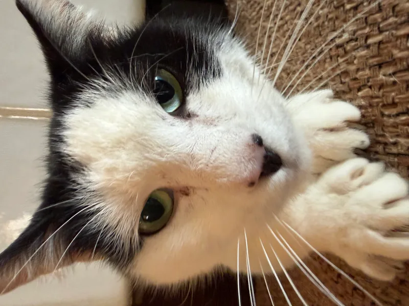 An adult male Black and White Domestic Short Hair cat named Bob for adoption