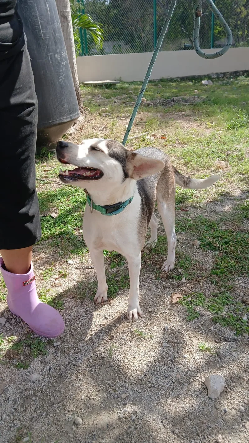 Pitufina thumbnail 3