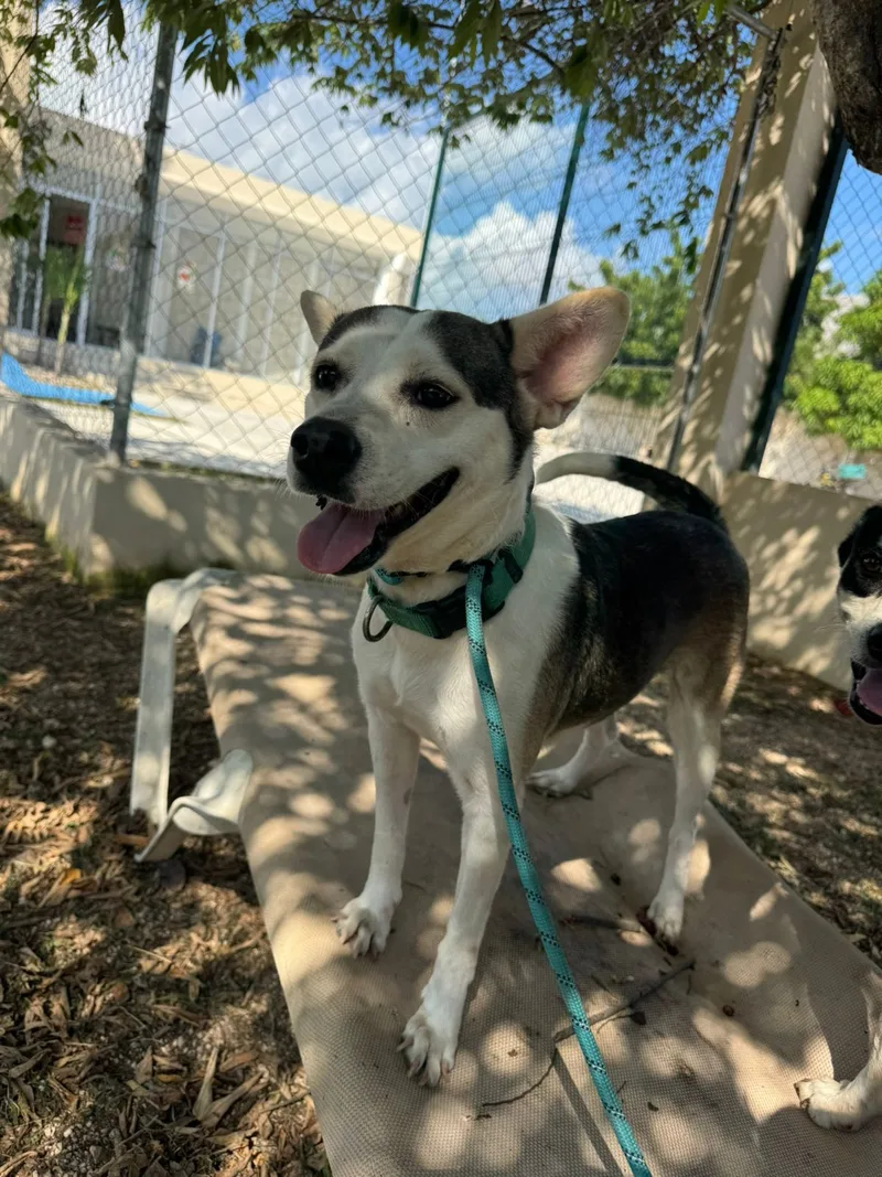 Pitufina thumbnail 2