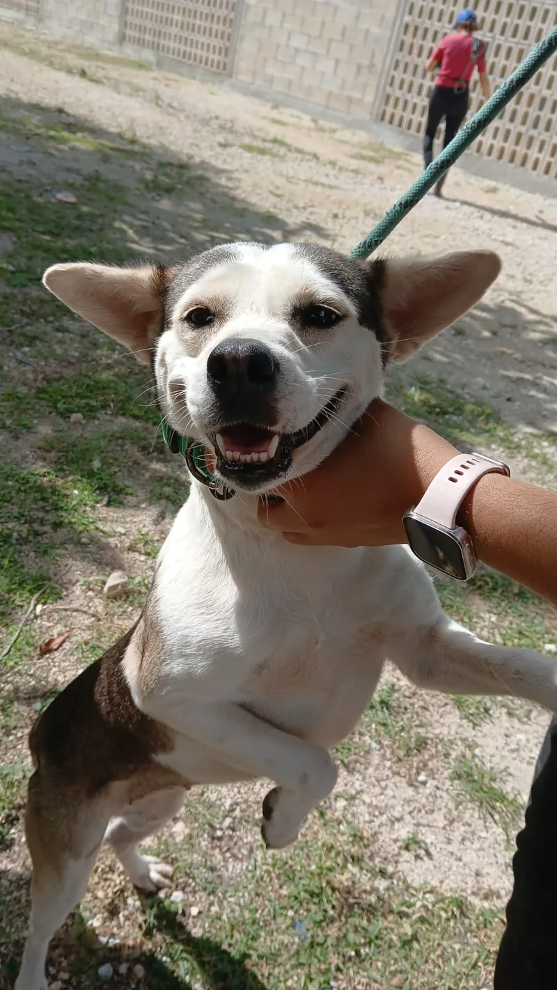 Pitufina thumbnail 4