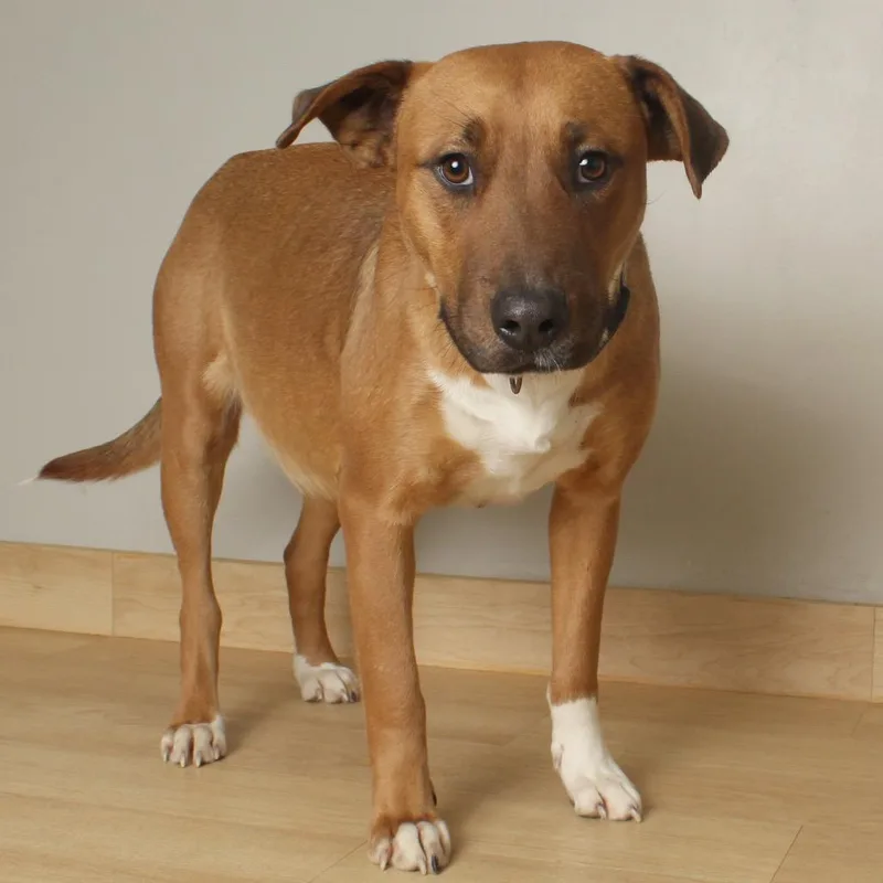 An adult large-sized female Yellow / Tan / Blond / Fawn Pit Bull Terrier dog named Valentine D for adoption in Minnetonka, MN