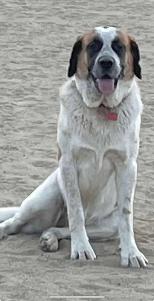 An adult large-sized female Saint Bernard dog named Poppy for adoption in Bellflower, CA