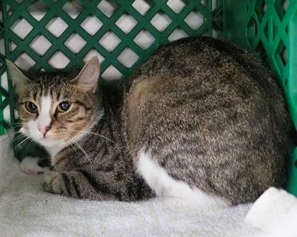 An adult small-sized female Domestic Short Hair cat named Jujubee for adoption in West Seneca, NY