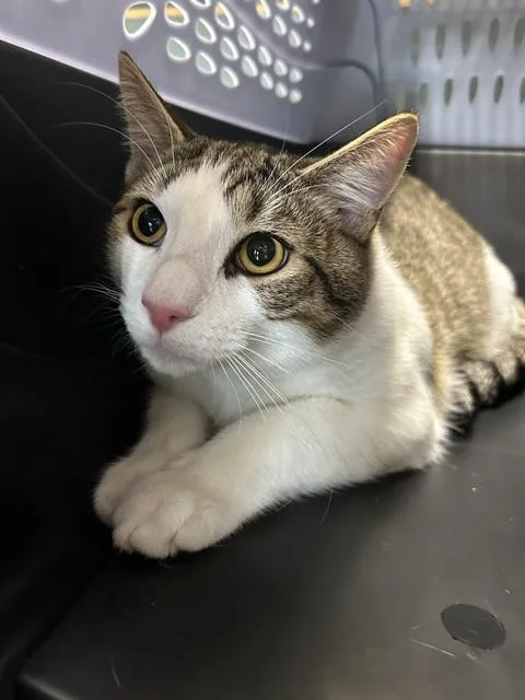 Toby