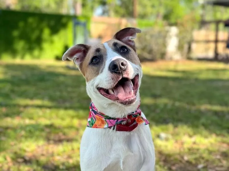 A young medium-sized female White / Cream Pit Bull Terrier dog named Aria The Girl With for adoption in Friendswood, TX