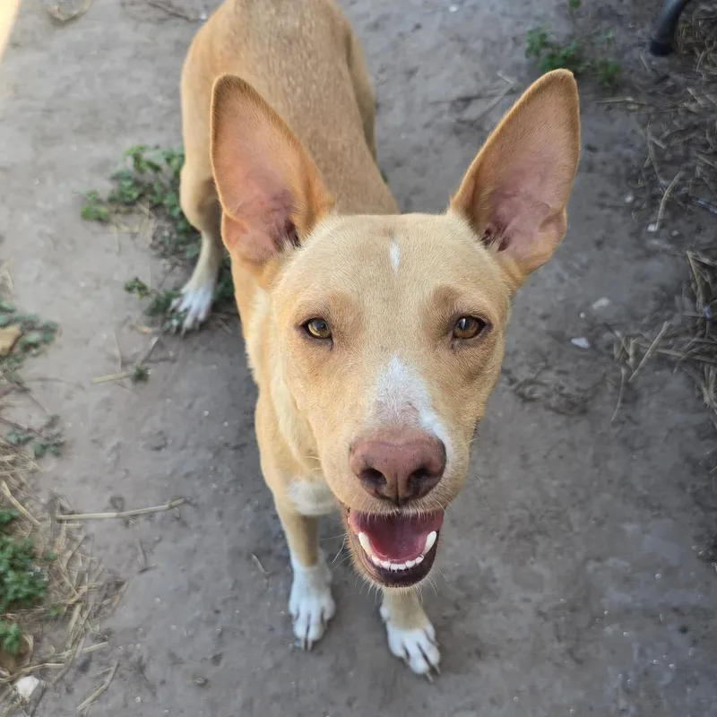 An adult medium-sized female Brown / Chocolate Shepherd dog named Canela for adoption in Edinburg, TX