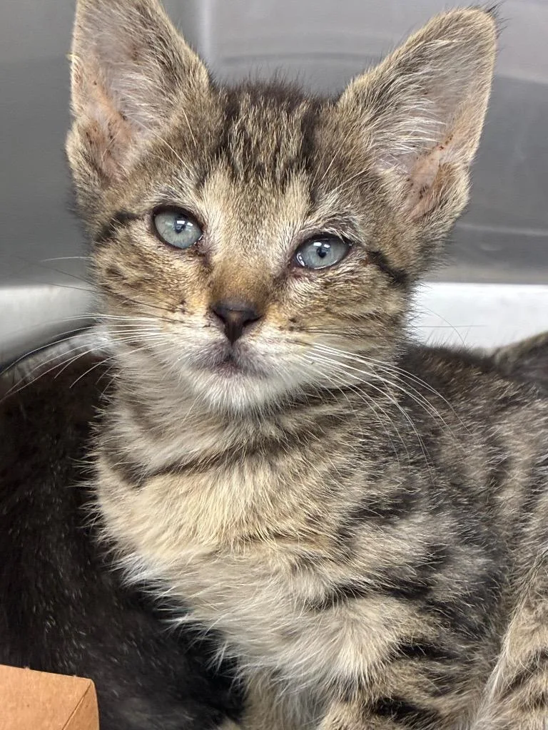 A baby medium-sized male Domestic Short Hair cat named Brock for adoption in Hartsville, SC