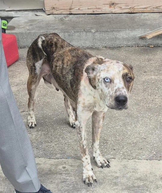 A young medium-sized female Australian Cattle Dog / Blue Heeler dog named Blue for adoption in San Antonio, TX