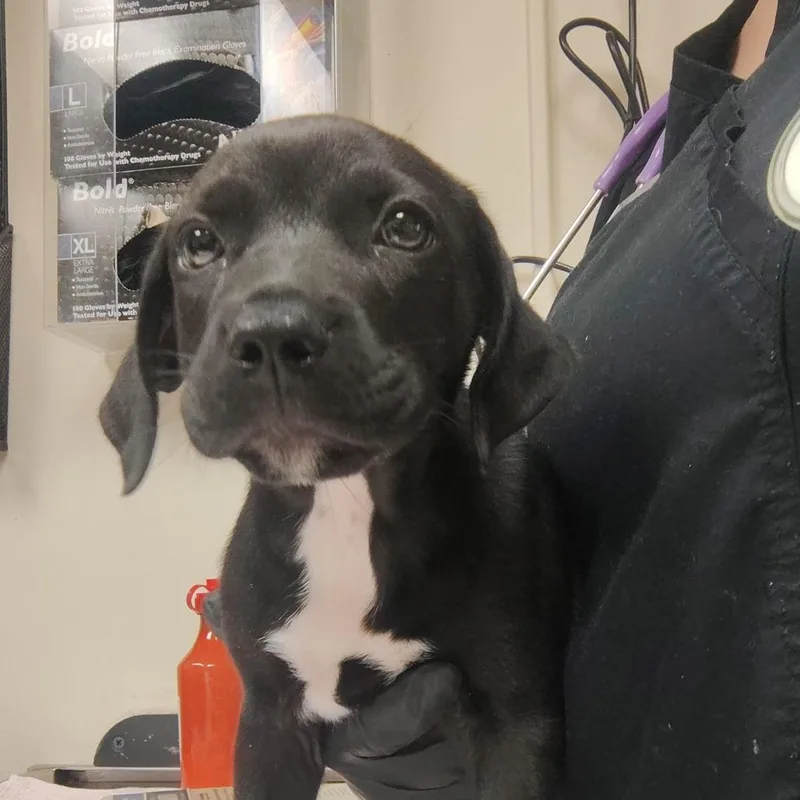 A baby medium-sized female Black Mixed Breed dog named Koki for adoption in Lakeland, FL