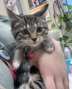 An adult small-sized female Domestic Short Hair cat named Wrigley for adoption in Fishers, IN