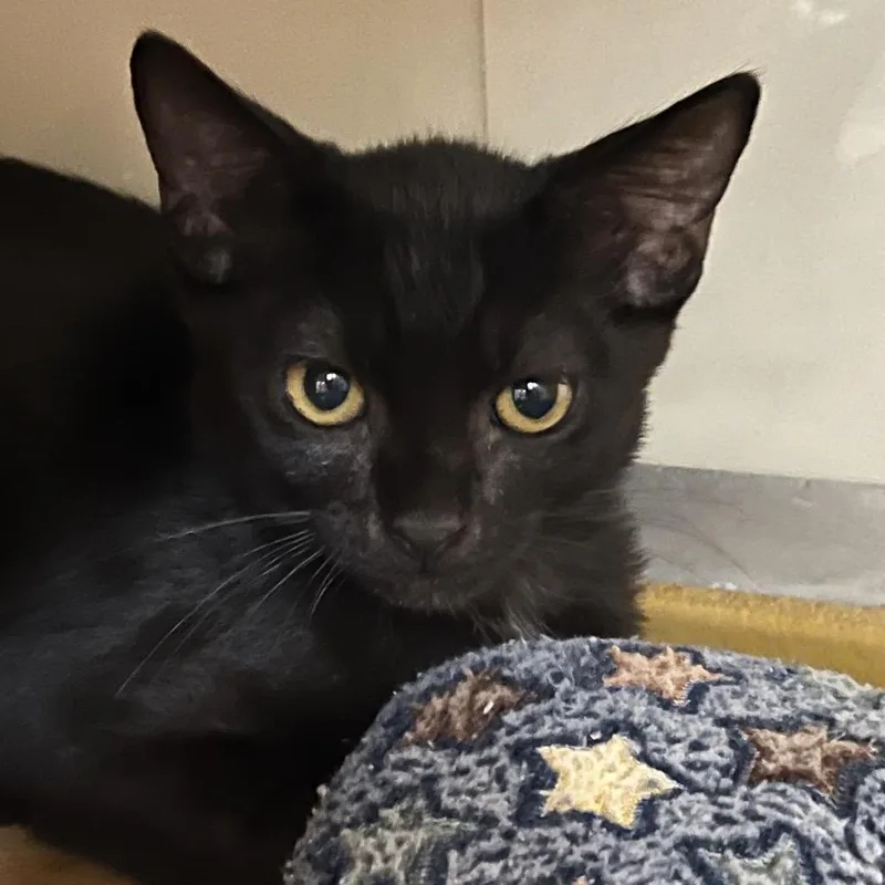 A baby small-sized male Black Domestic Short Hair cat named Quirky for adoption in Las Vegas, NV