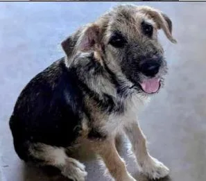 A young medium-sized female Wirehaired Terrier dog named Sari for adoption in West Bloomfield, MI
