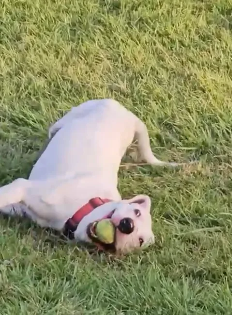 An unknown large-sized male Labrador Retriever dog named Patrick for adoption