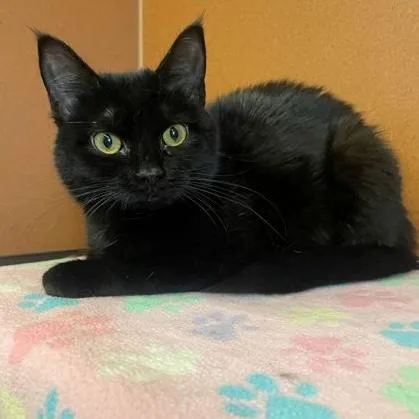 A young medium-sized female Black Domestic Short Hair cat named Penny for adoption in Rochester, MN