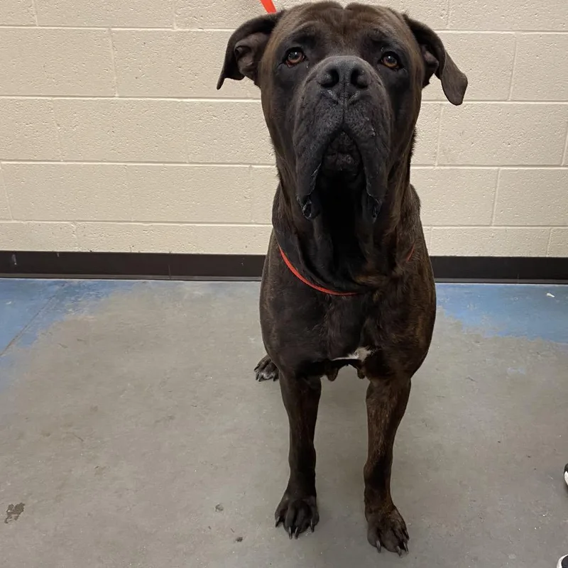 An adult extra large-sized male Brindle Mixed Breed dog named Goose for adoption in Memphis, TN