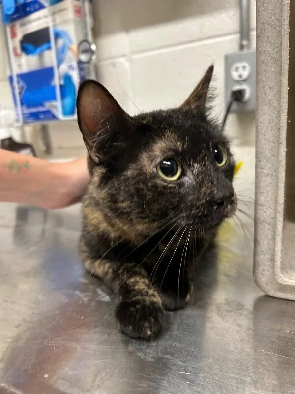 An adult small-sized female Domestic Short Hair cat named Oj for adoption in Fruit Heights, UT