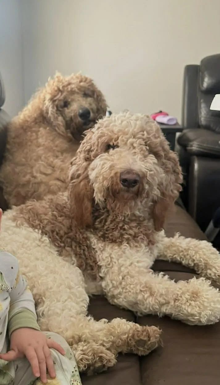 An adult medium-sized female Goldendoodle dog named Kali And Jose for adoption in Maple Glen, PA
