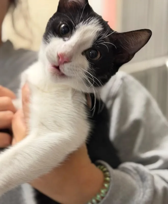 Oreo