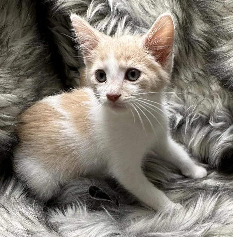 A baby small-sized male Domestic Short Hair cat named Yuca Con Majo for adoption in San Diego, CA